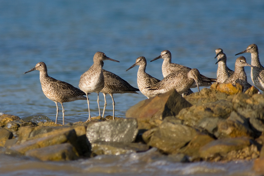 Willets