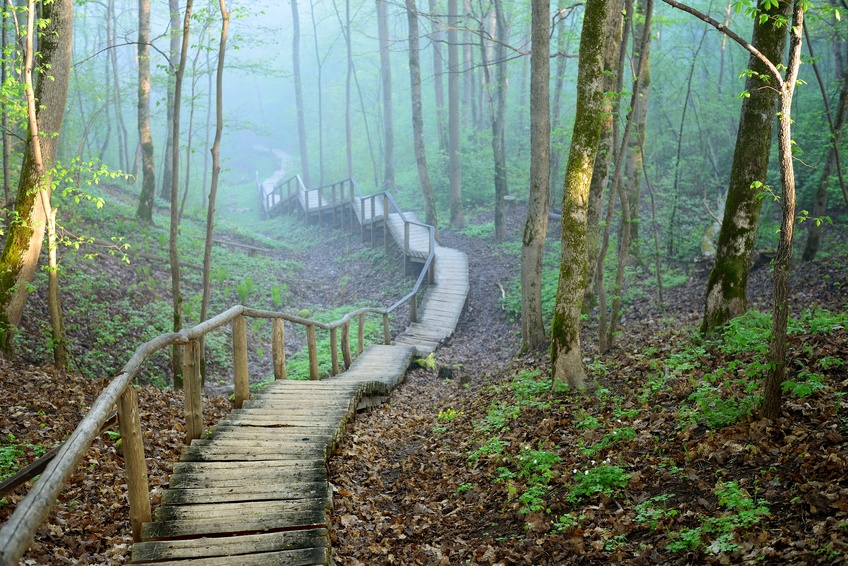 staiway in forest disappearing in strong fog