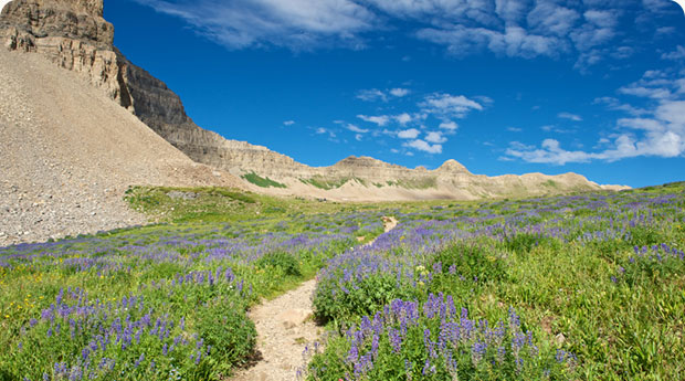 Mountain Path