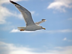 Seagull